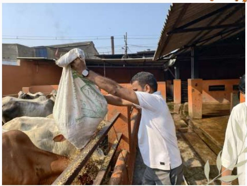 Gau Seva